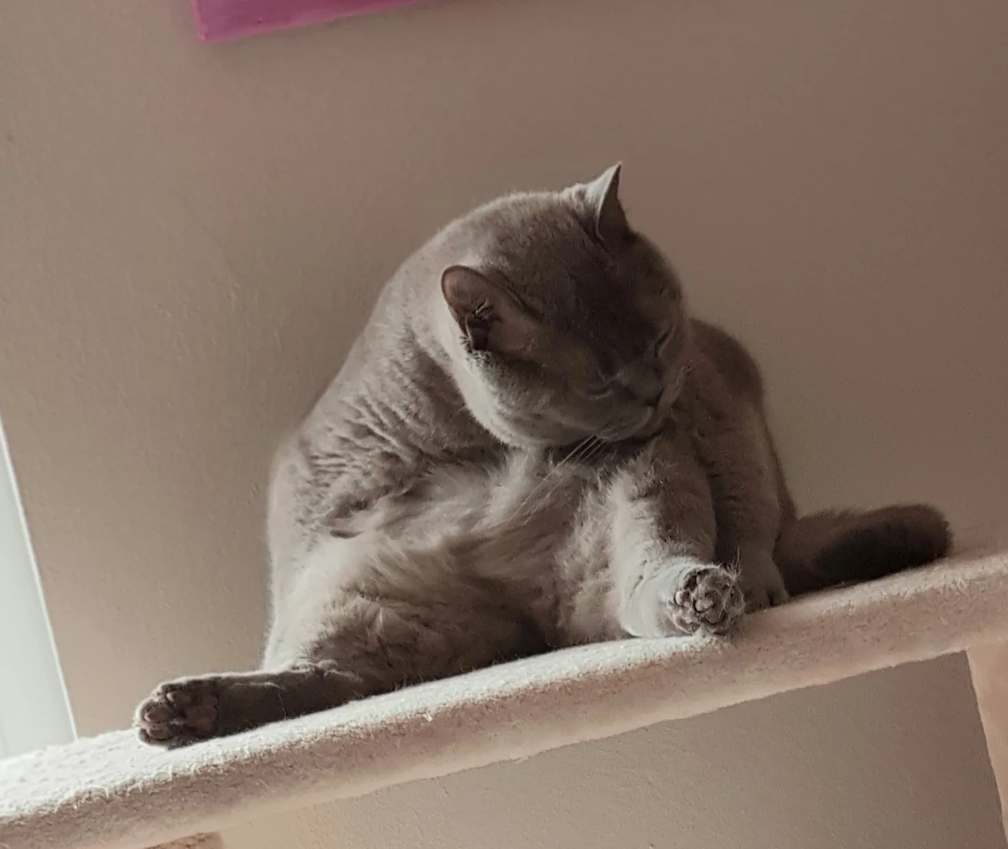Katze während des Urlaubs zu Hause betreut