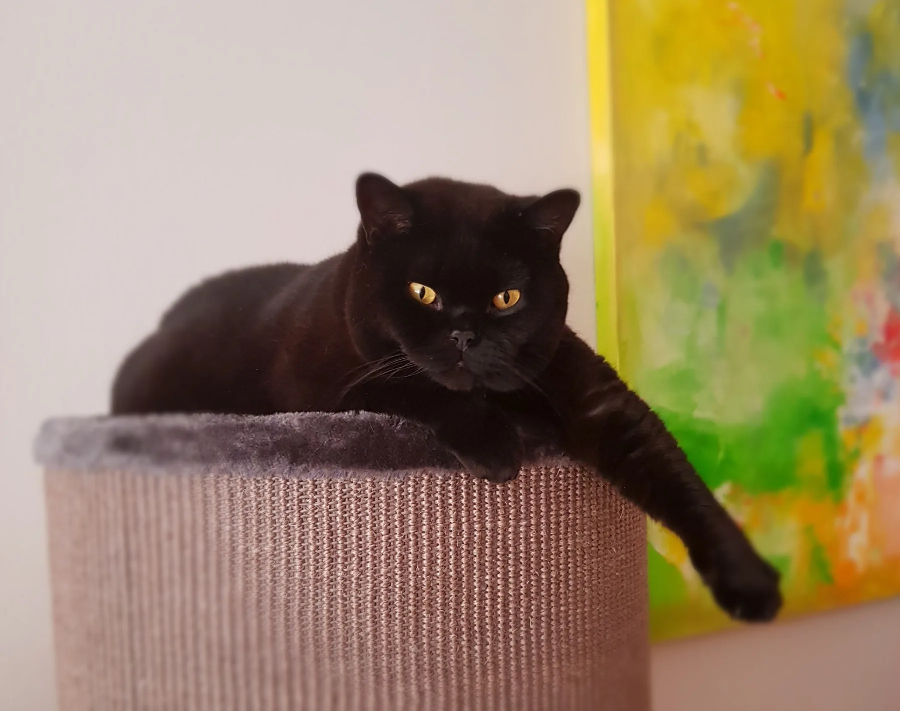 Katze wird vor Ort in Leverkusen betreut