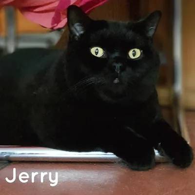 Kater Jerry neugierig