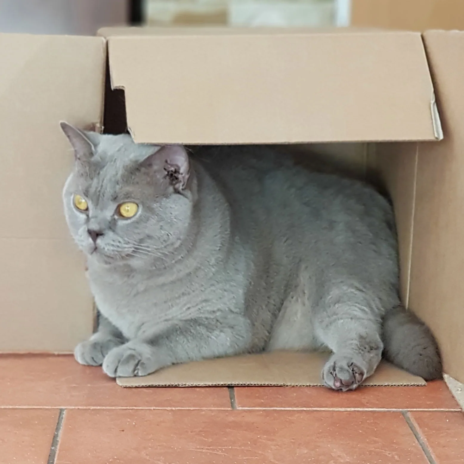 Kater Tom