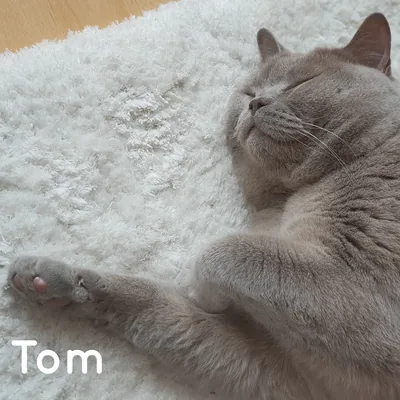 Kater Tom entspannt