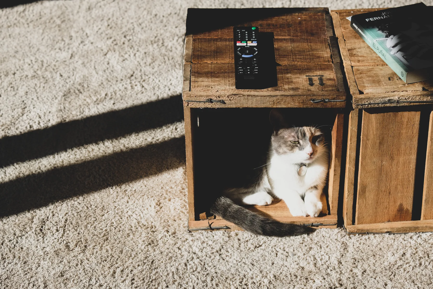 Katze entspannt