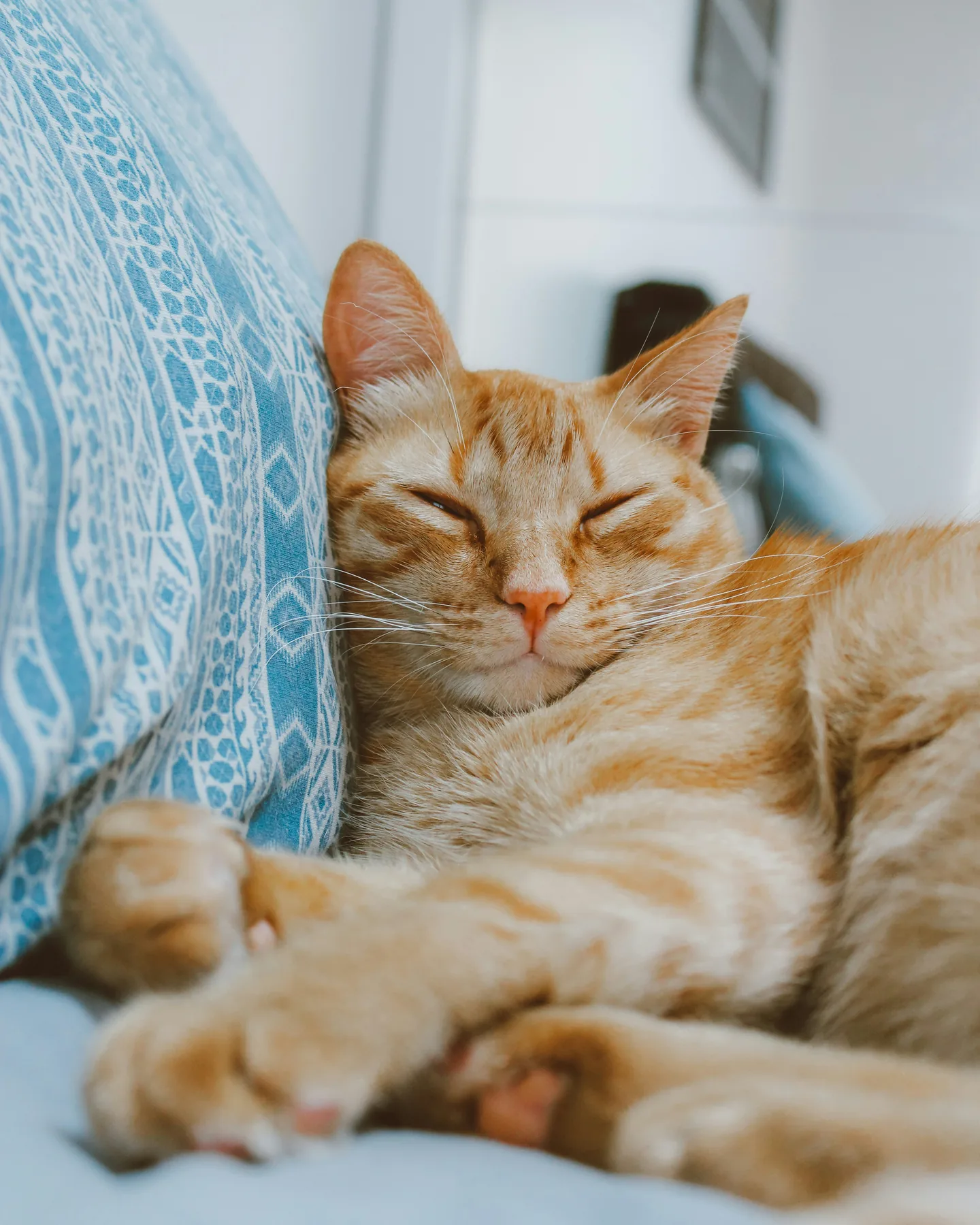 Katze nachts betreut