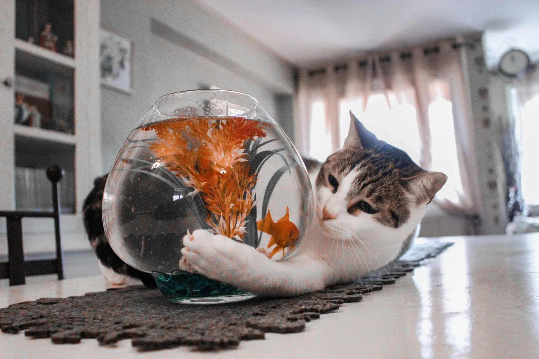 Katze beim Spielen