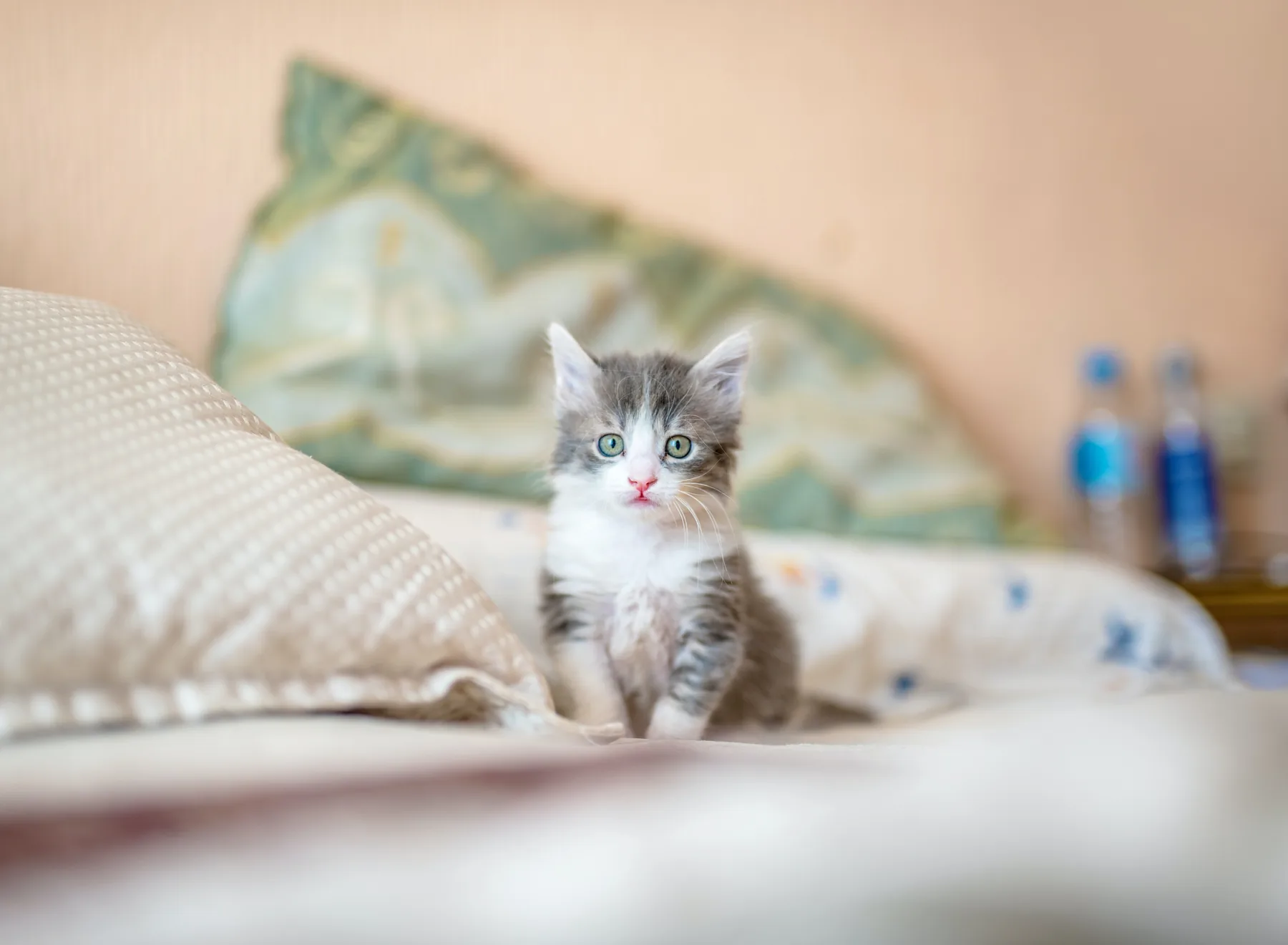 Entspannte Katze