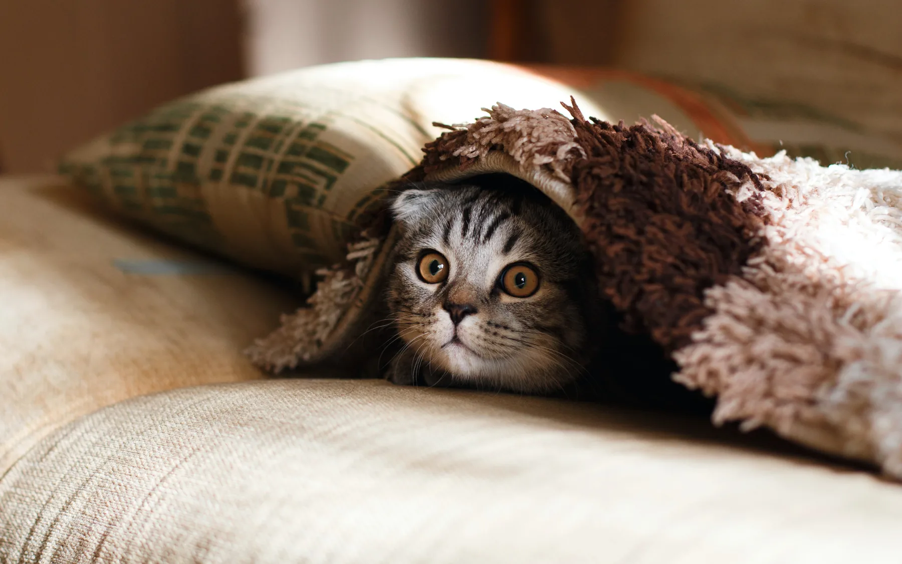 Katze zu Hause