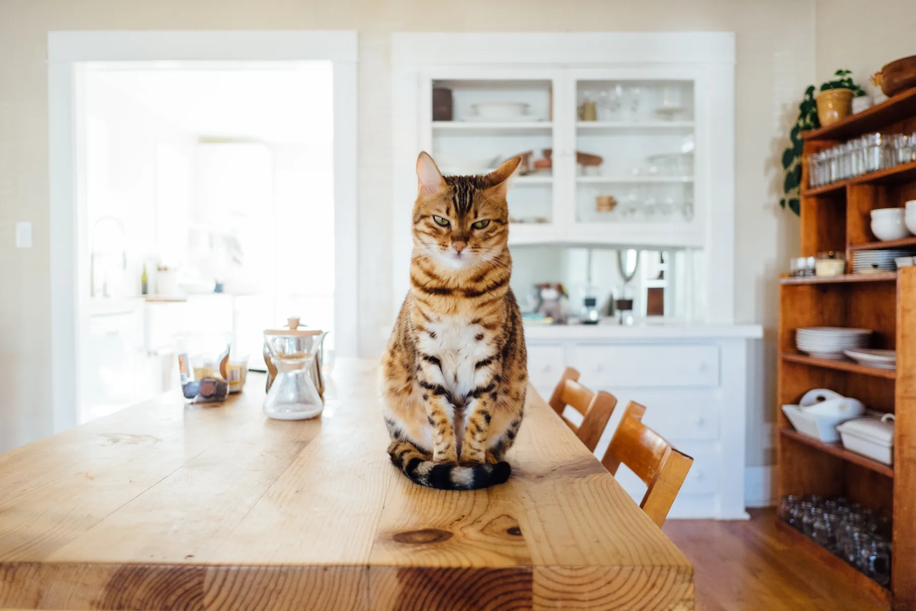 Katze beim Fressen